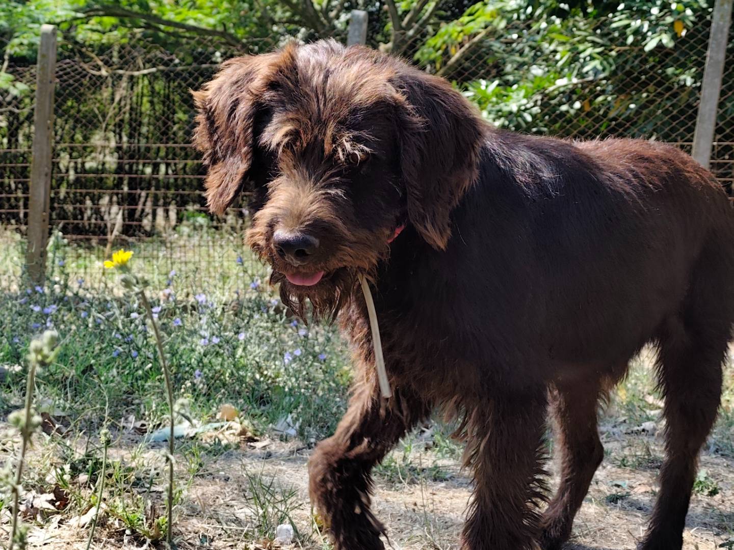 Adotta un cane, maschio, 4 anni e 1 mese, Roma
