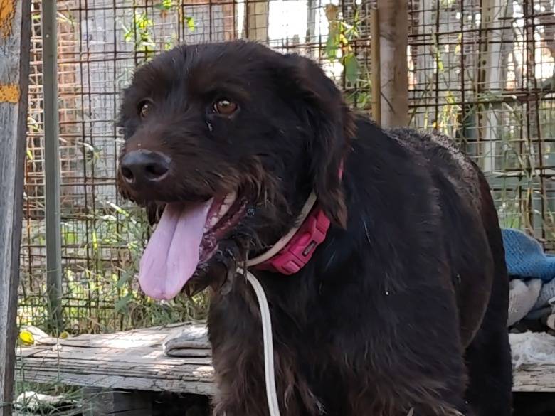 Vuoi adottare un cane a Roma?
