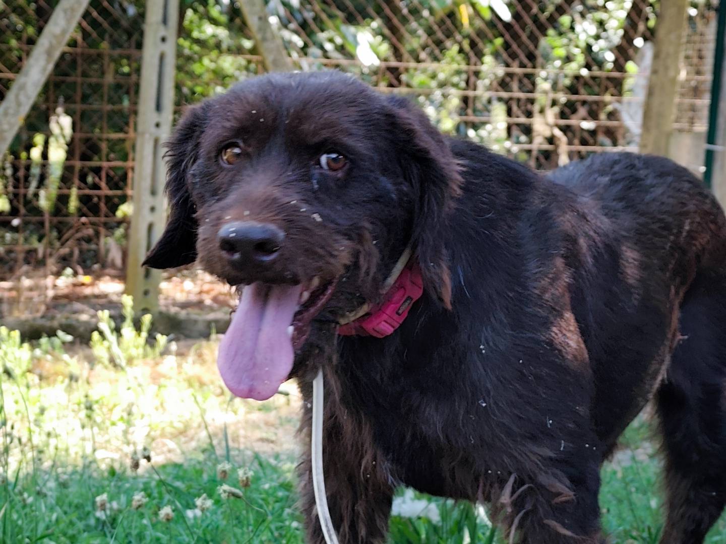 Adotta il cane SPELACCHIO a Roma