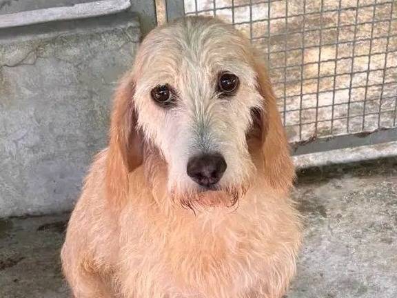 Adozione cane, femmina, Segugio Razza sconosciuta, 10 anni e 4 mesi, taglia media contenuta, Cremona