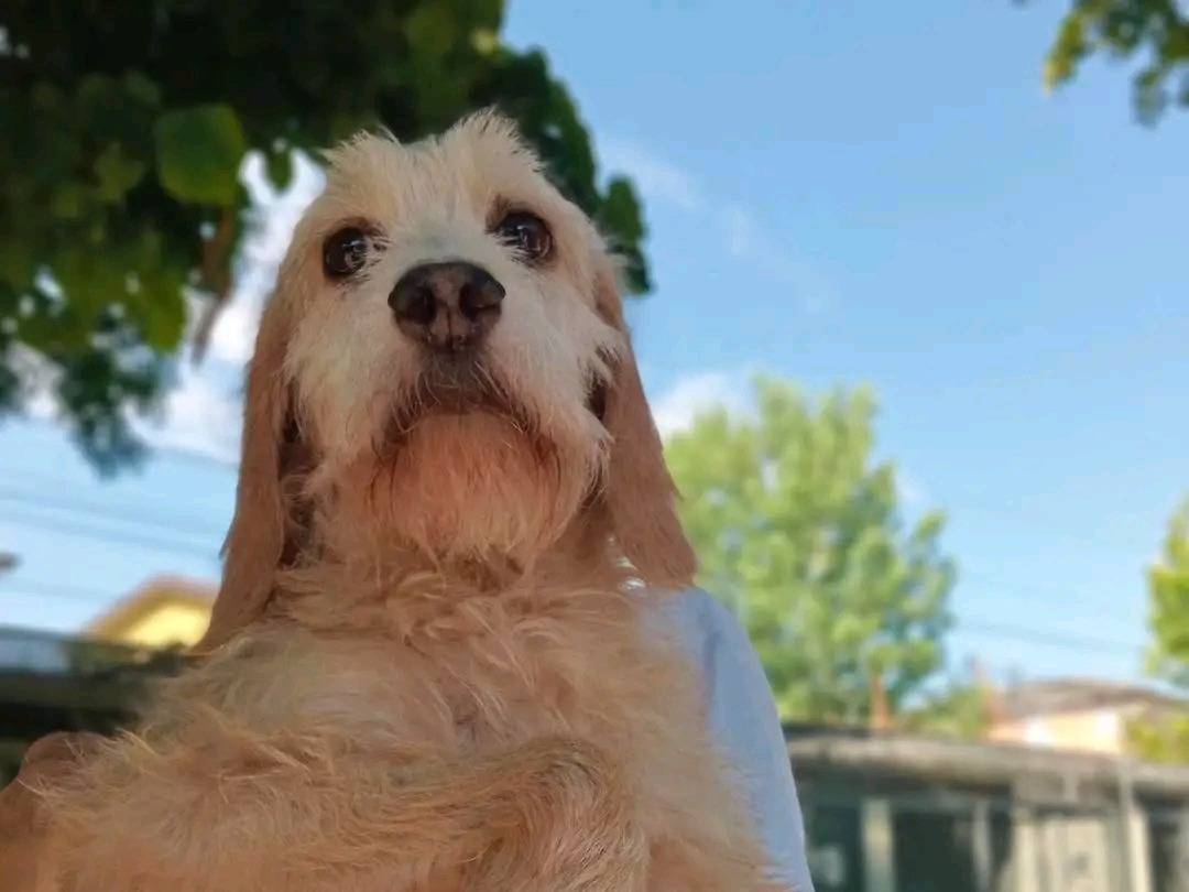 Adotta un cane, femmina, 10 anni e 4 mesi, Cremona