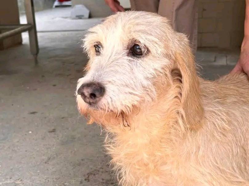 Adotta un cane, taglia media contenuta, femmina, Cremona