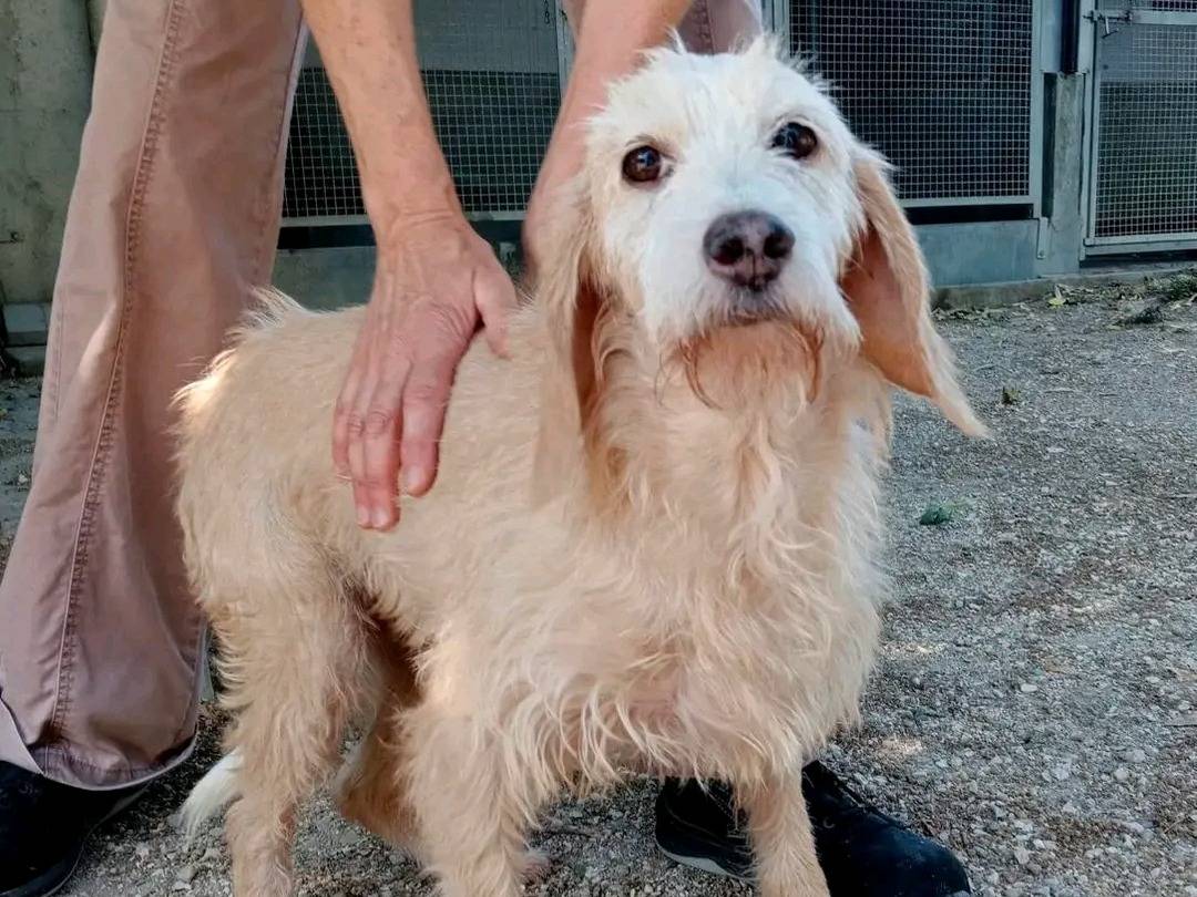 Vuoi adottare un cane a Cremona?
