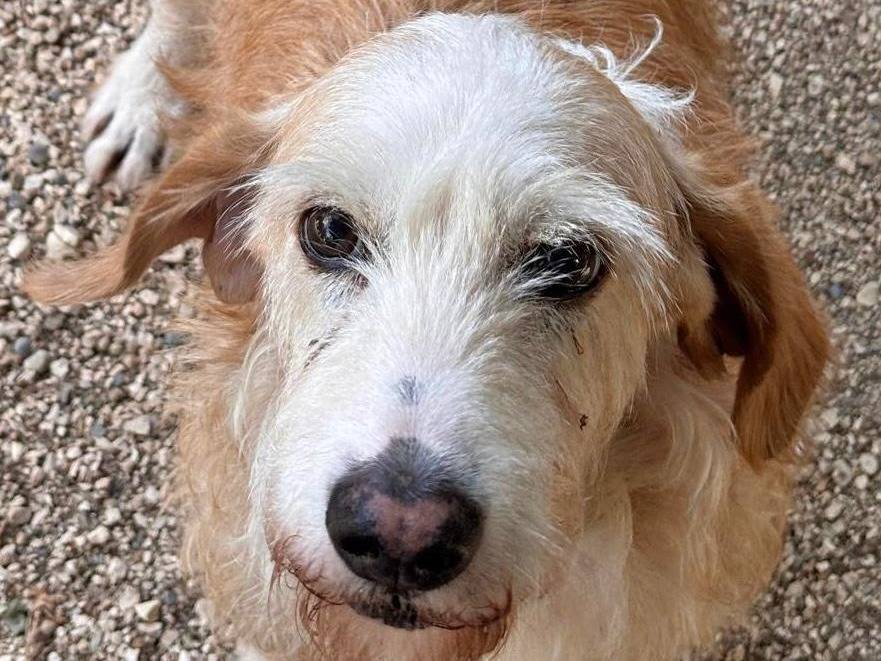 Adozione cane, maschio, Segugio Razza sconosciuta, 10 anni e 3 mesi, taglia media contenuta, Cremona