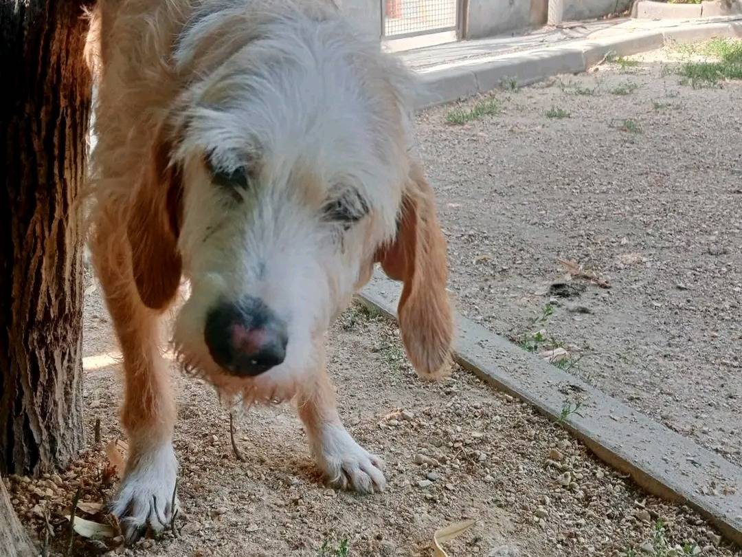 Adotta un cane, maschio, 10 anni e 3 mesi, Cremona