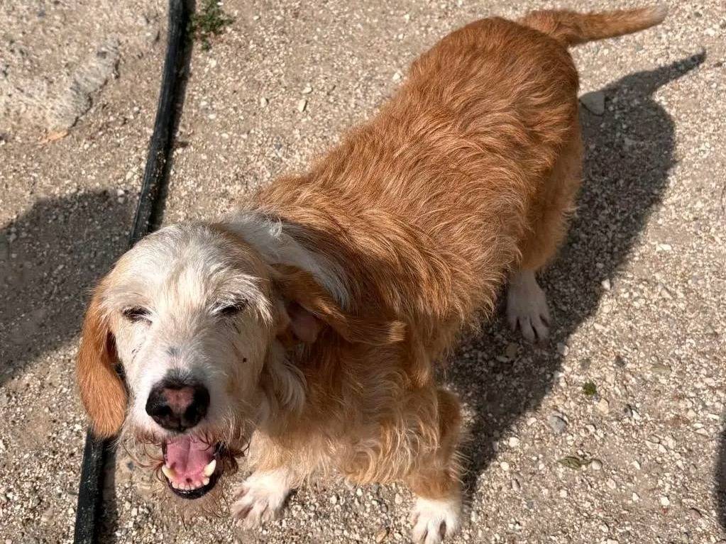Adotta un cane, taglia media contenuta, maschio, Cremona