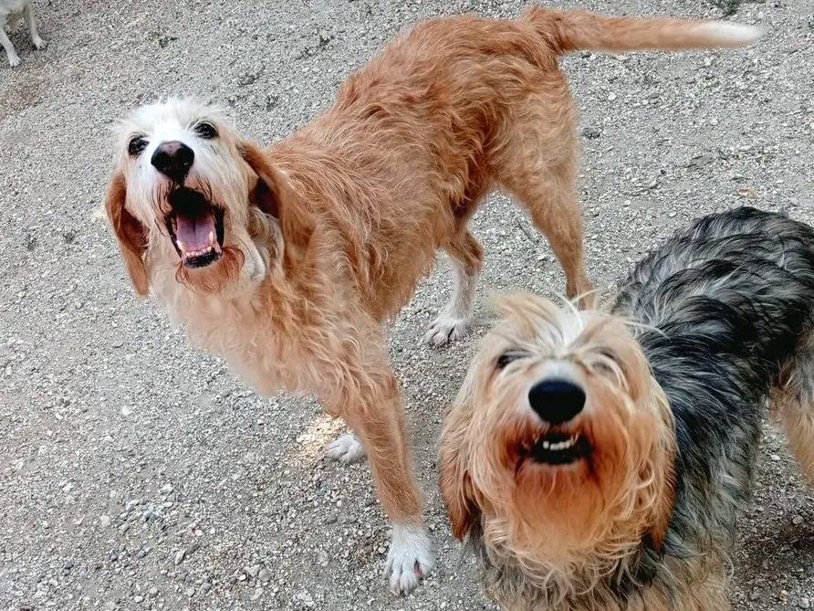 Vuoi adottare un cane a Cremona?