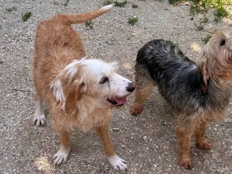Adotta il cane ARTURO a Cremona