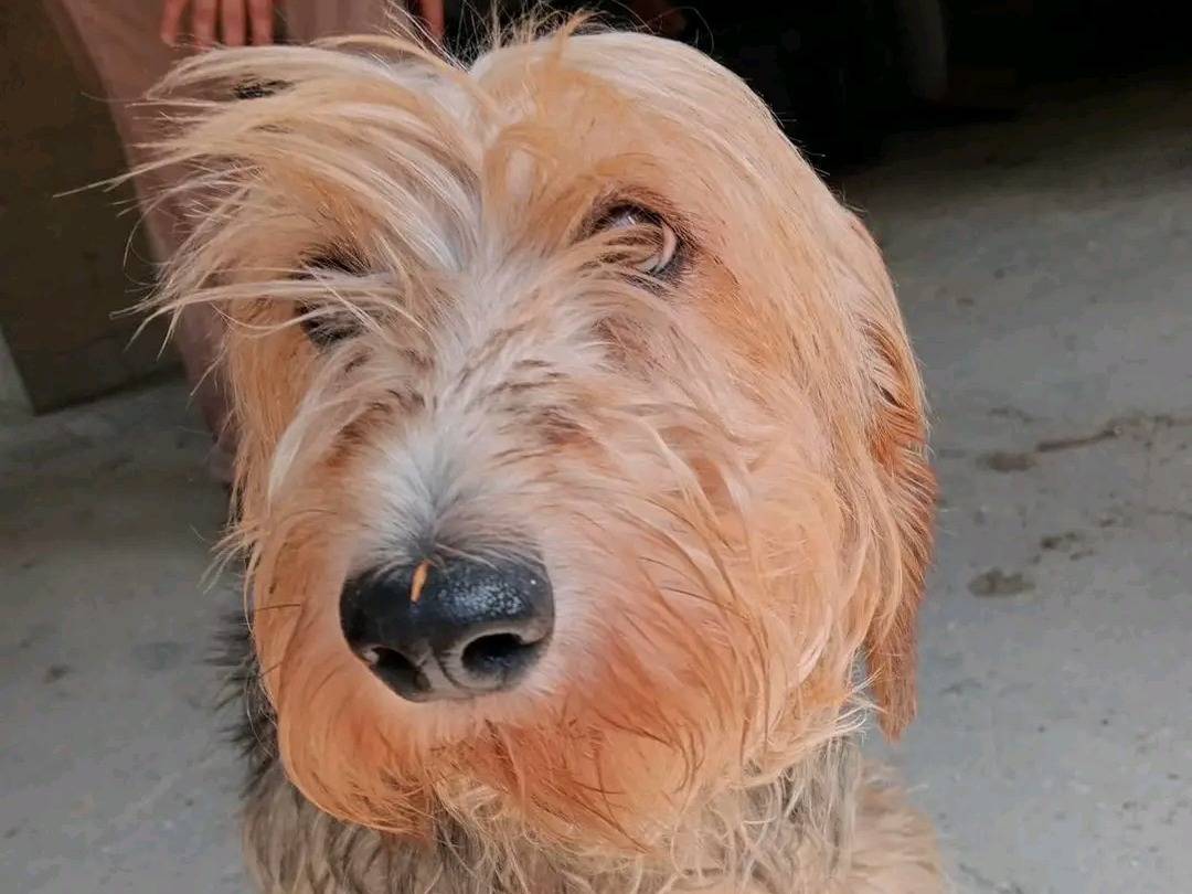 Adozione cane, femmina, Segugio Razza sconosciuta, 7 anni e 4 mesi, taglia media contenuta, Cremona