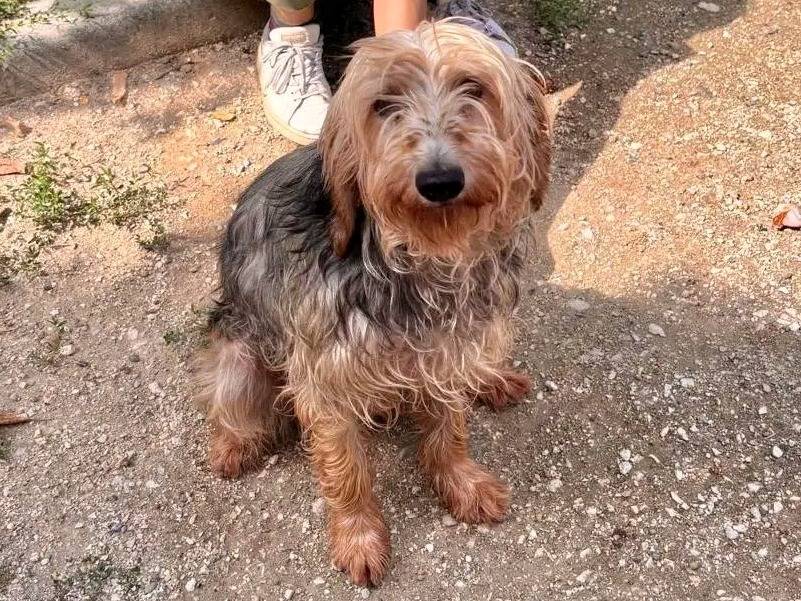 Adotta un cane, femmina, 7 anni e 4 mesi, Cremona