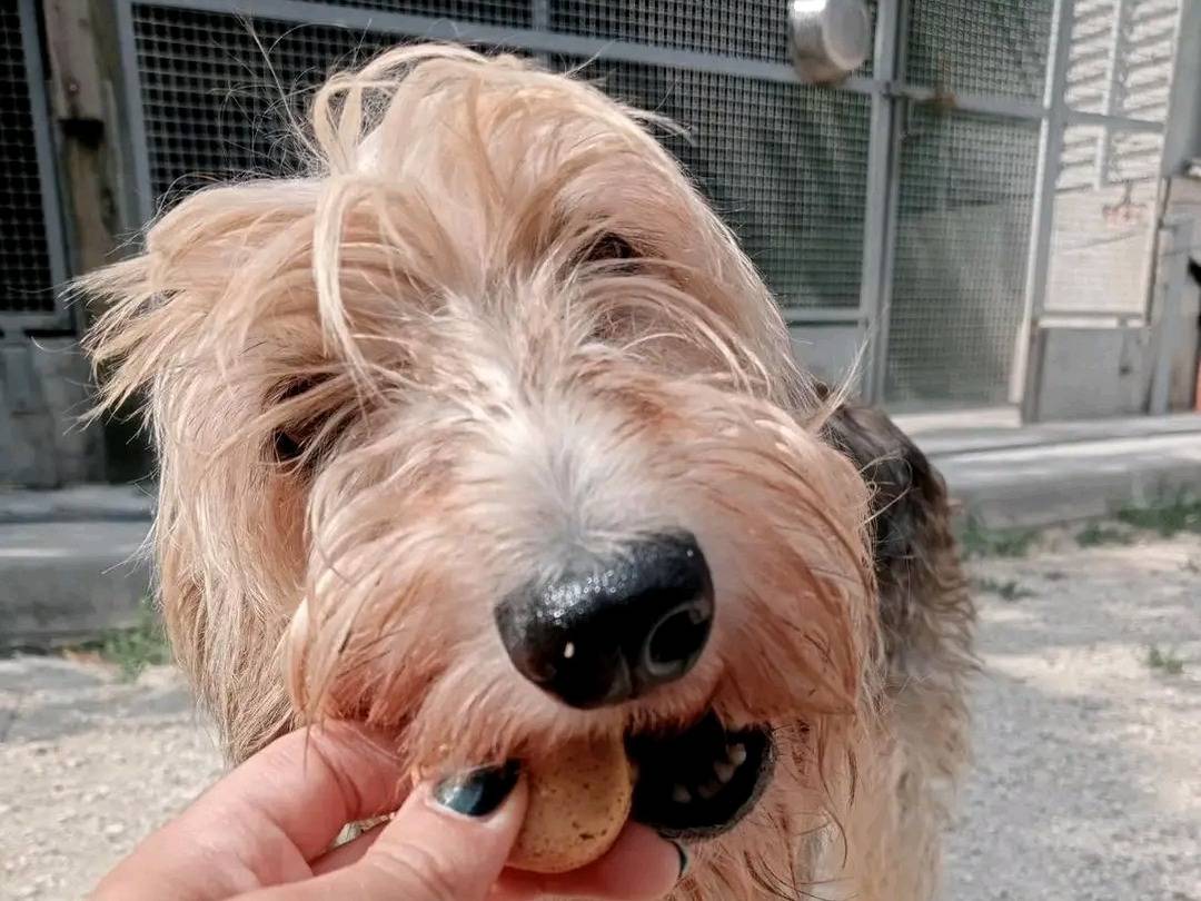 Adotta un cane, taglia media contenuta, femmina, Cremona