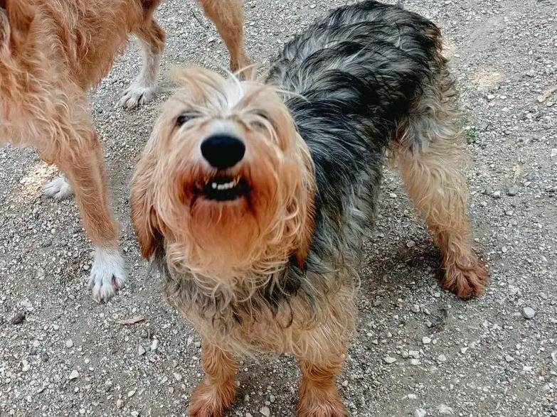 Vuoi adottare un cane a Cremona?