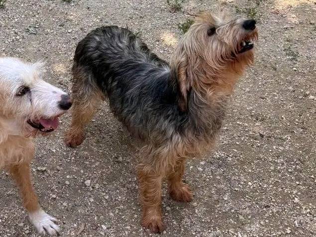 Adotta il cane LILLY a Cremona