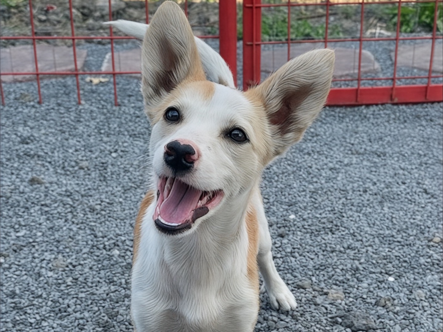 Adozione cane, femmina, Razza sconosciuta Razza sconosciuta, 2 mesi, taglia media contenuta, Massa