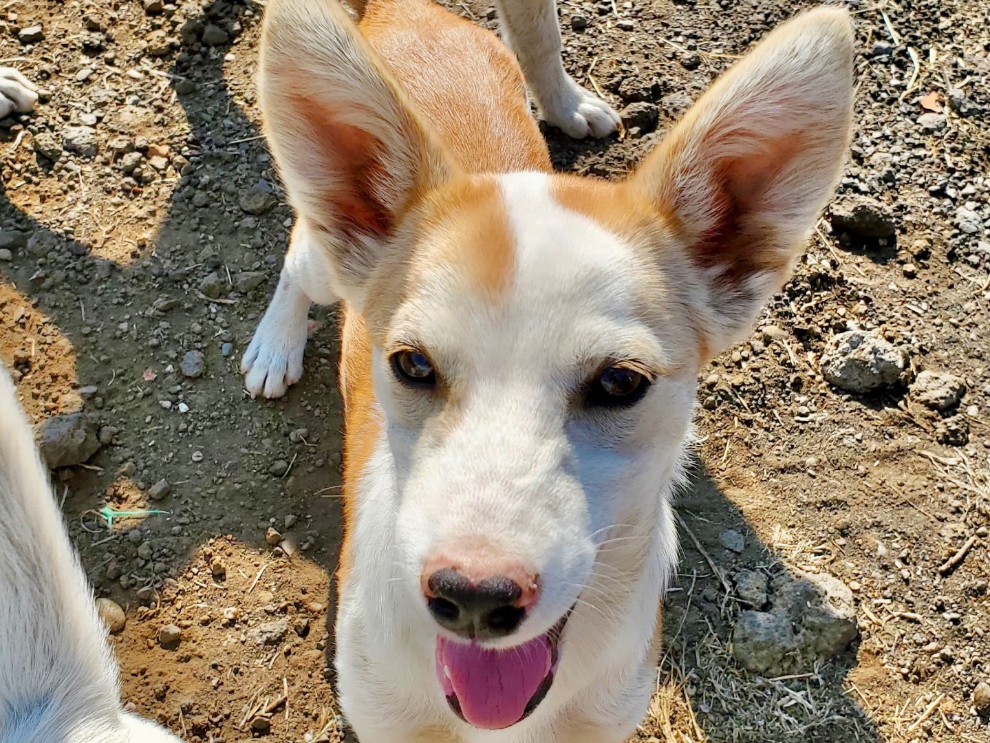 Adotta un cane, femmina, 2 mesi, Massa