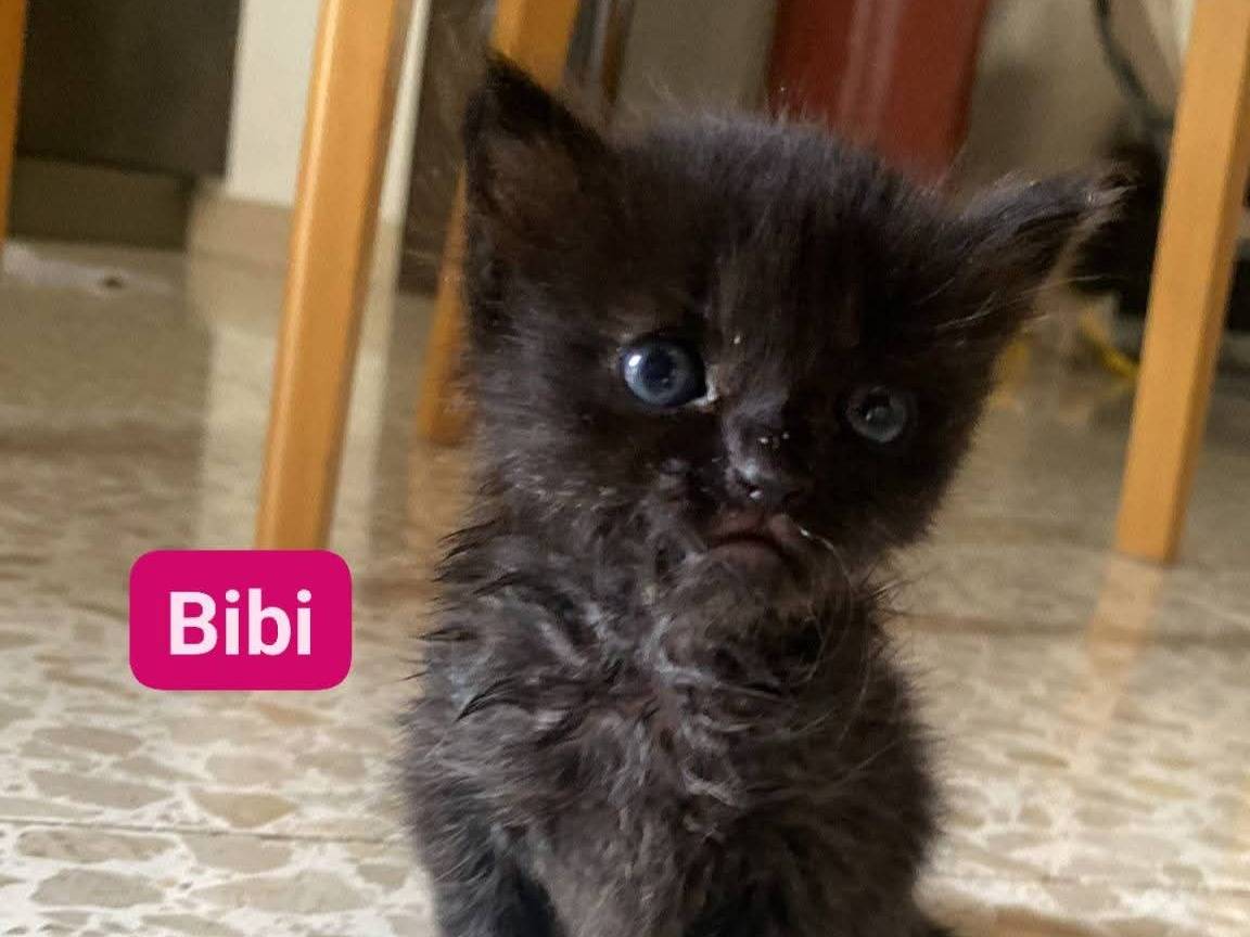 Adozione gatto, femmina, Razza sconosciuta Razza sconosciuta, 1 mesi, taglia non valida, Bari