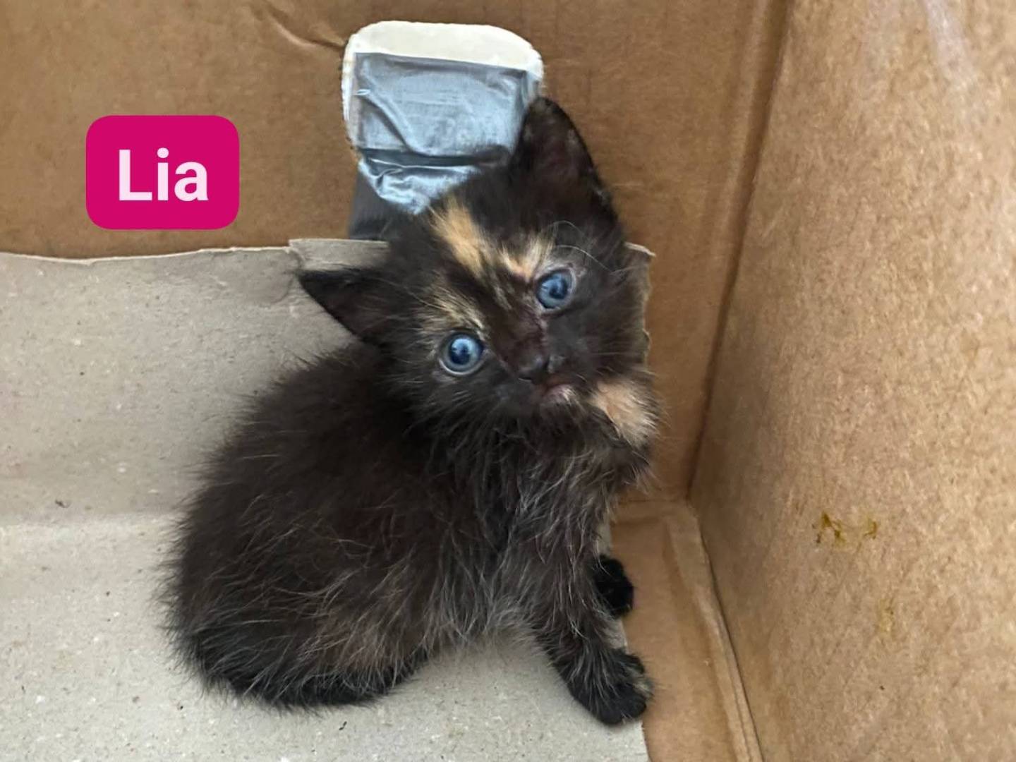 Adotta un gatto, femmina, 1 mesi, Bari