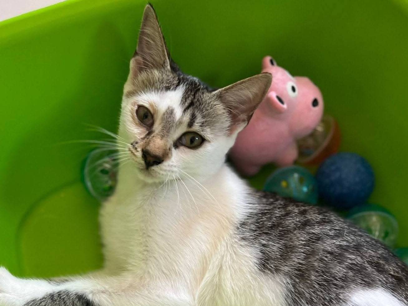 Adozione gatto, femmina, Razza sconosciuta Razza sconosciuta, 3 mesi, taglia non valida, Bari