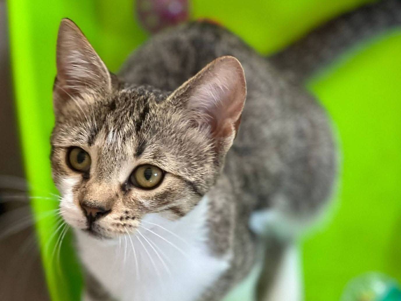 Adotta un gatto, femmina, 3 mesi, Bari