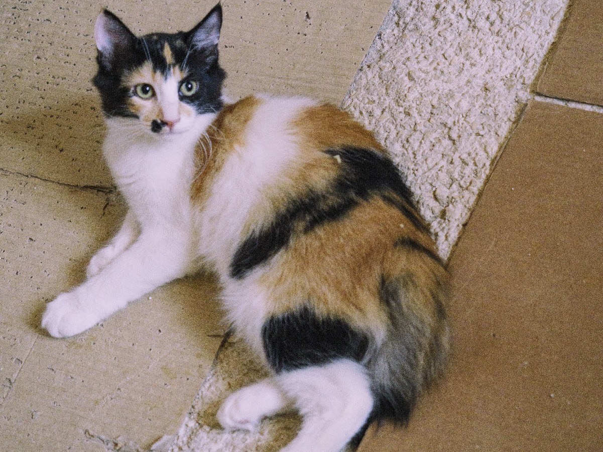 Adotta un gatto, femmina, 3 mesi, Bari