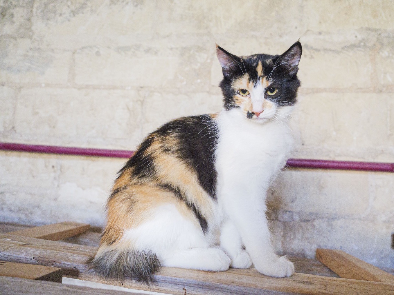 Adotta un gatto, taglia non valida, femmina, Bari
