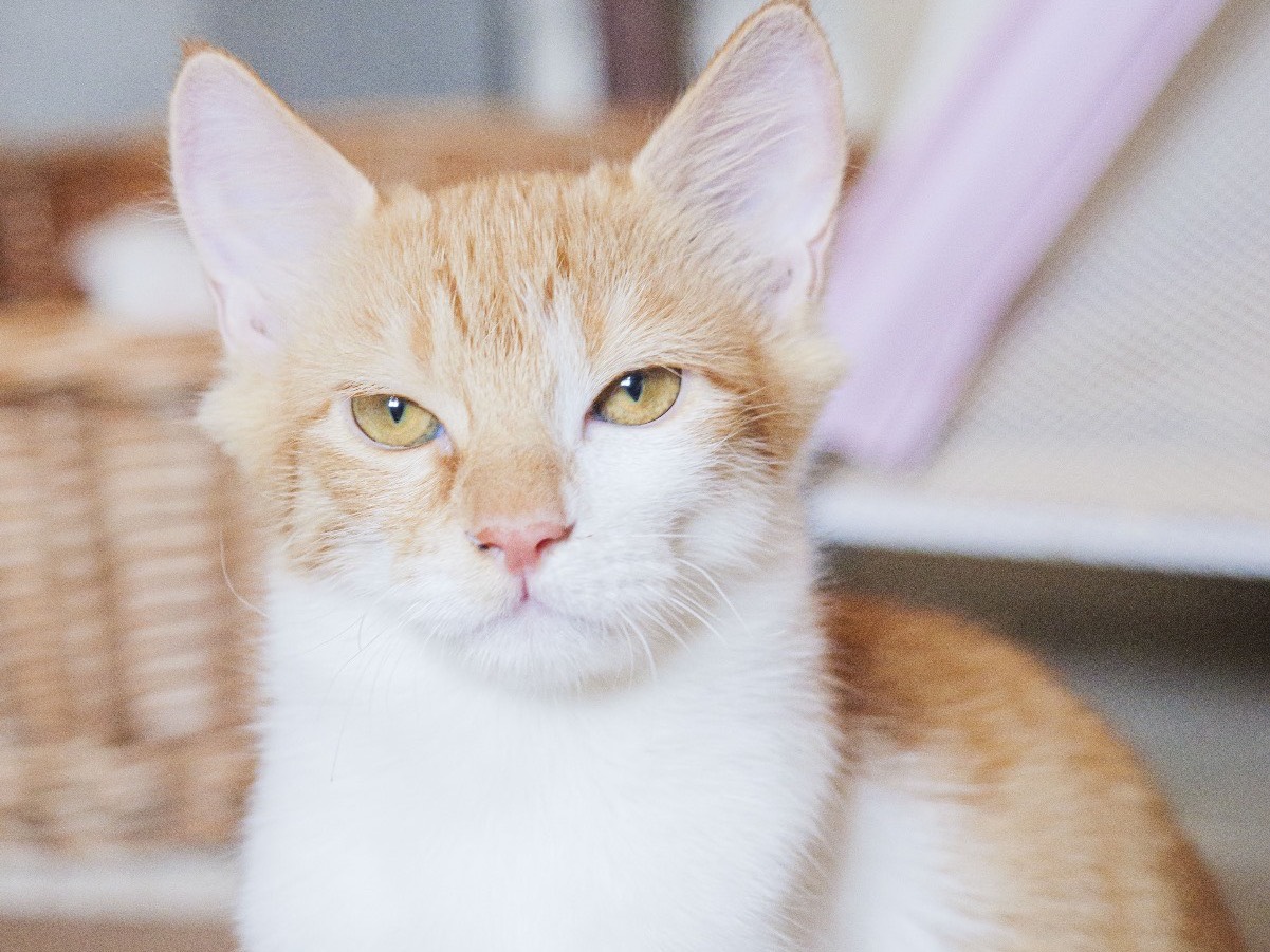 Adozione gatto, maschio, Razza sconosciuta Razza sconosciuta, 3 mesi, taglia non valida, Bari