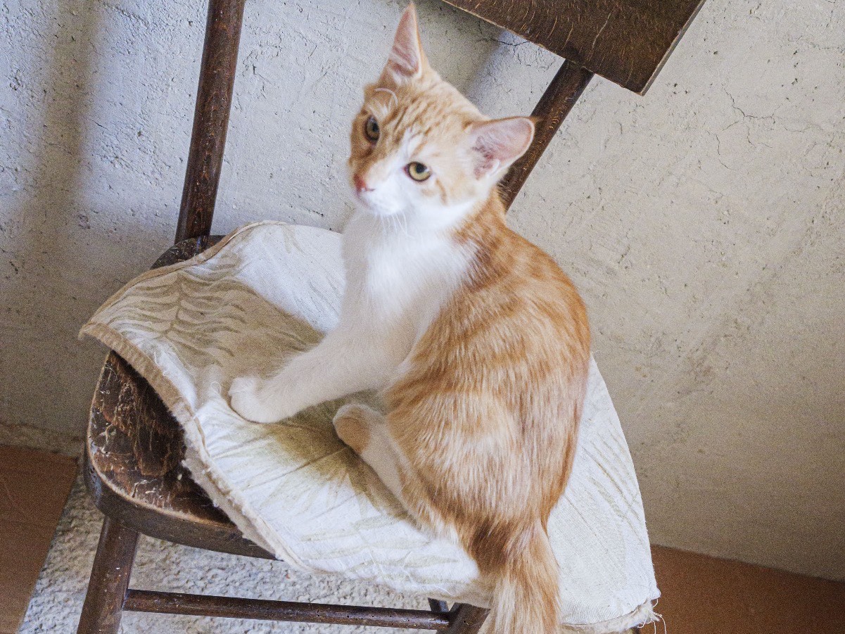 Adotta un gatto, maschio, 3 mesi, Bari