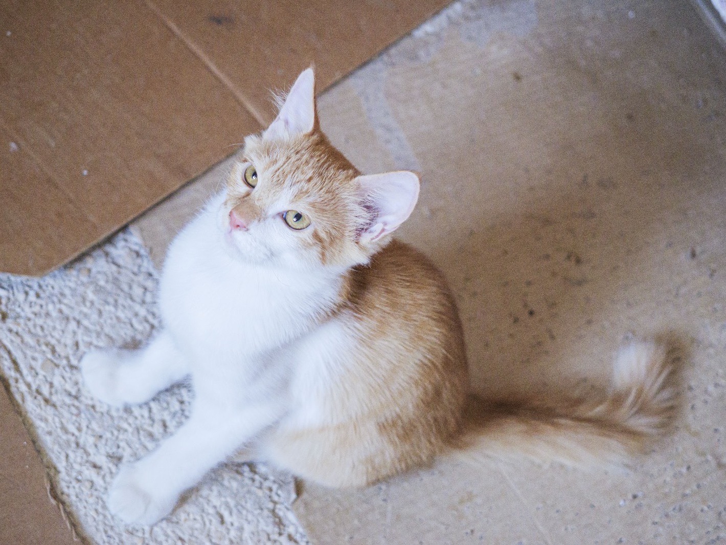 Adotta un gatto, taglia non valida, maschio, Bari