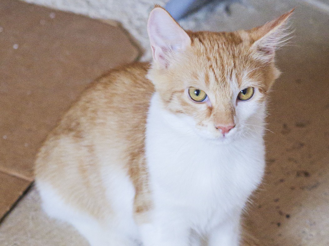 Vuoi adottare un gatto a Bari?