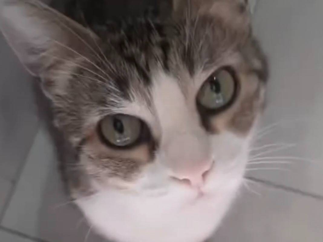 Adozione gatto, femmina, Razza sconosciuta Razza sconosciuta, 13 anni e 2 mesi, taglia non valida, Torino