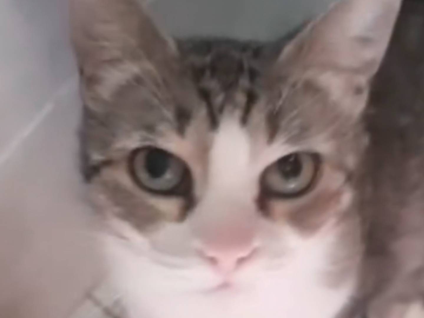 Adotta un gatto, femmina, 13 anni e 2 mesi, Torino