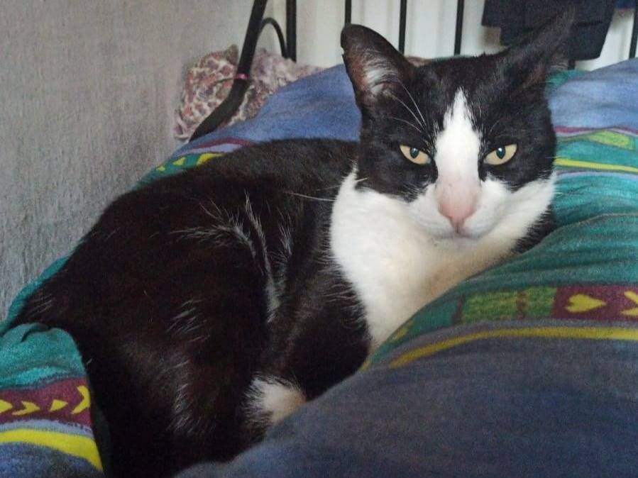 Adozione gatto, maschio, Razza sconosciuta Razza sconosciuta, 5 anni e 2 mesi, taglia non valida, Milano