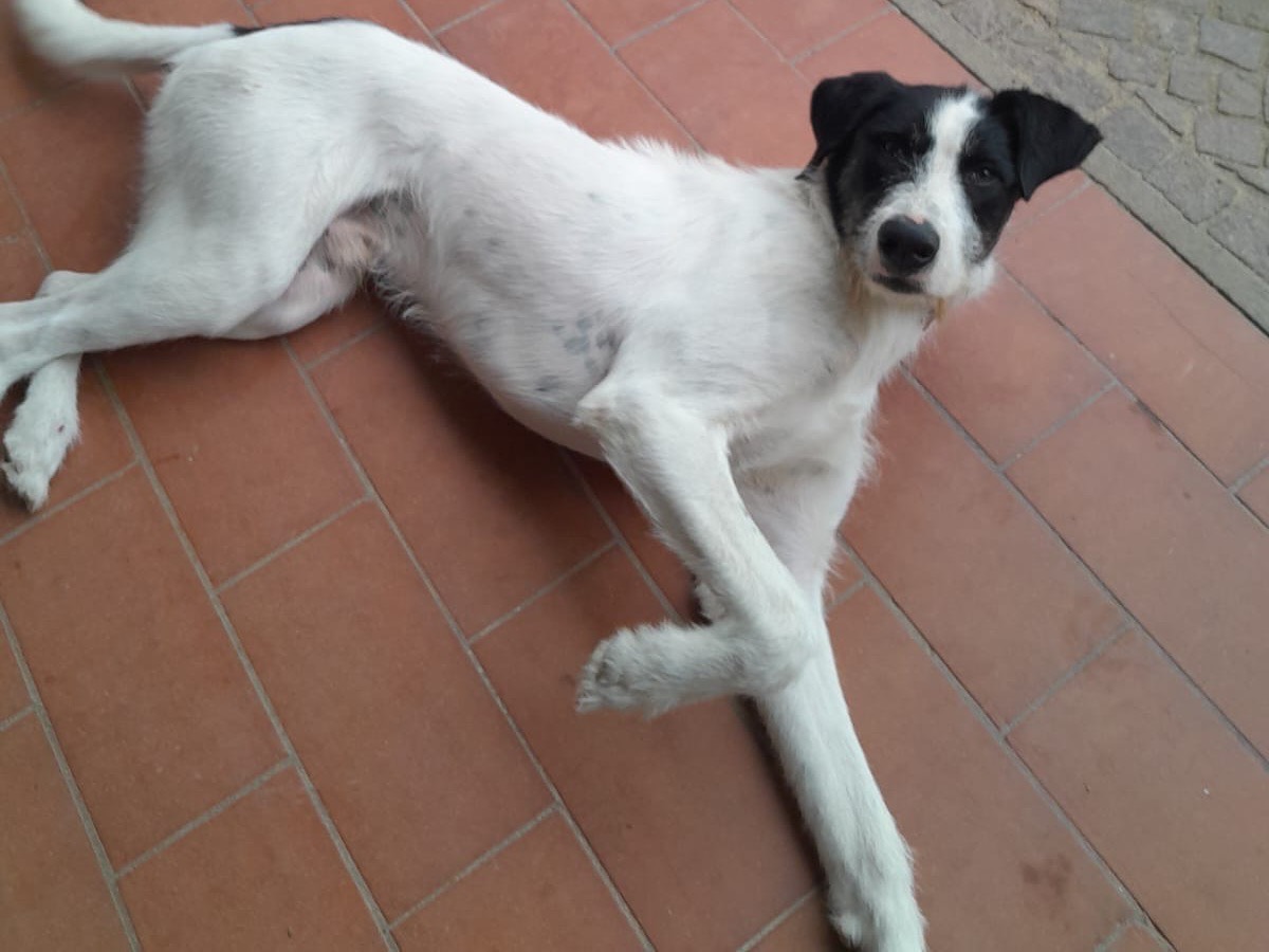 Adotta un cane, maschio, 10 mesi, Viterbo