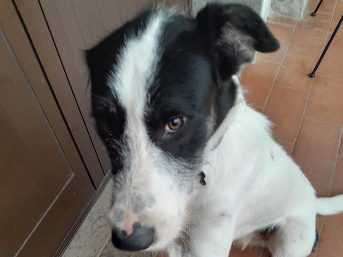 Adotta un cane, taglia media, maschio, Viterbo