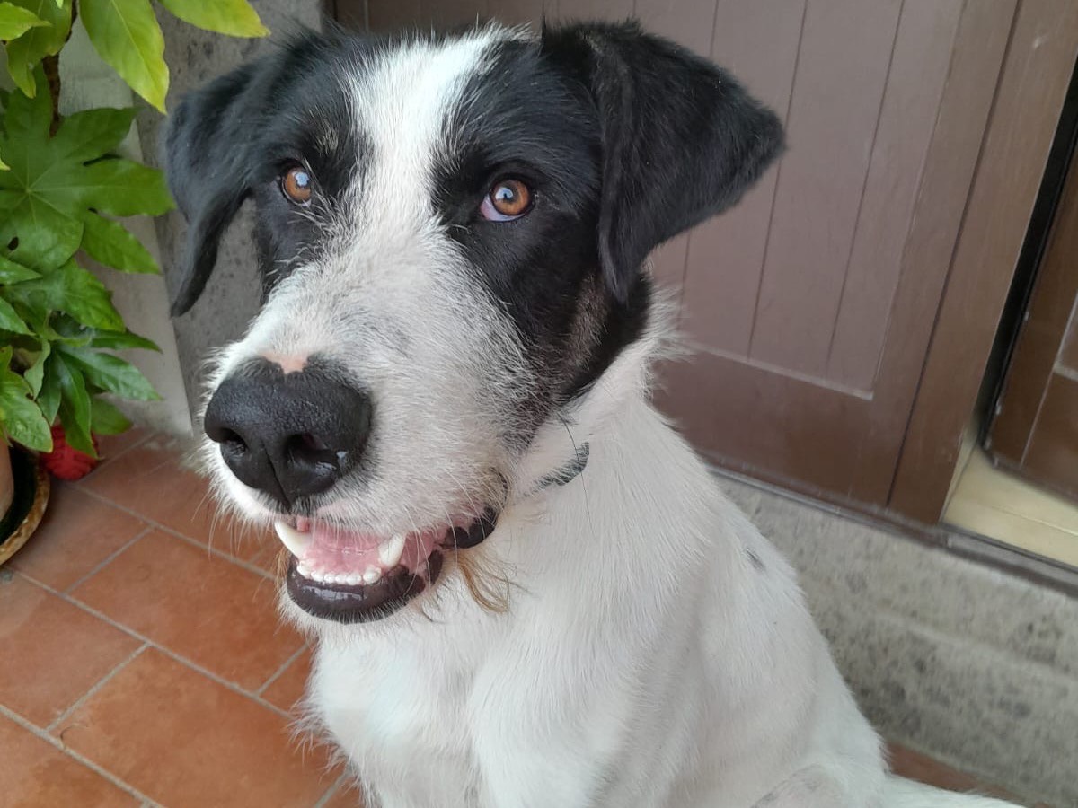 Vuoi adottare un cane a Viterbo?