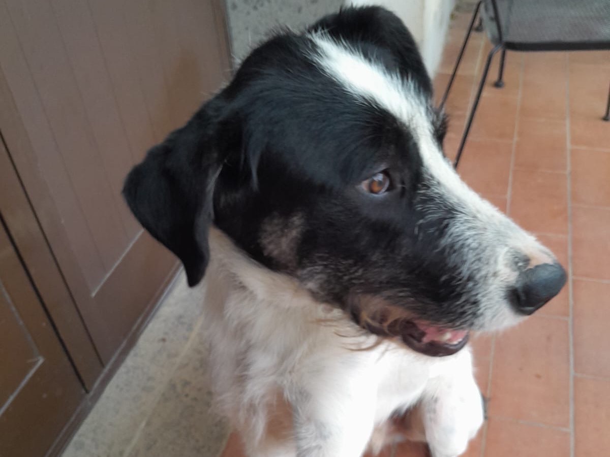 Adotta il cane Snoopy Marcel a Viterbo