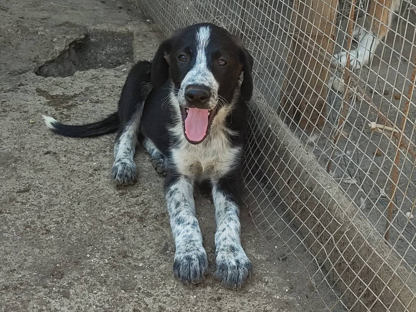 Adozione cane, maschio, Razza sconosciuta Bracco, 3 mesi, taglia media, Avellino