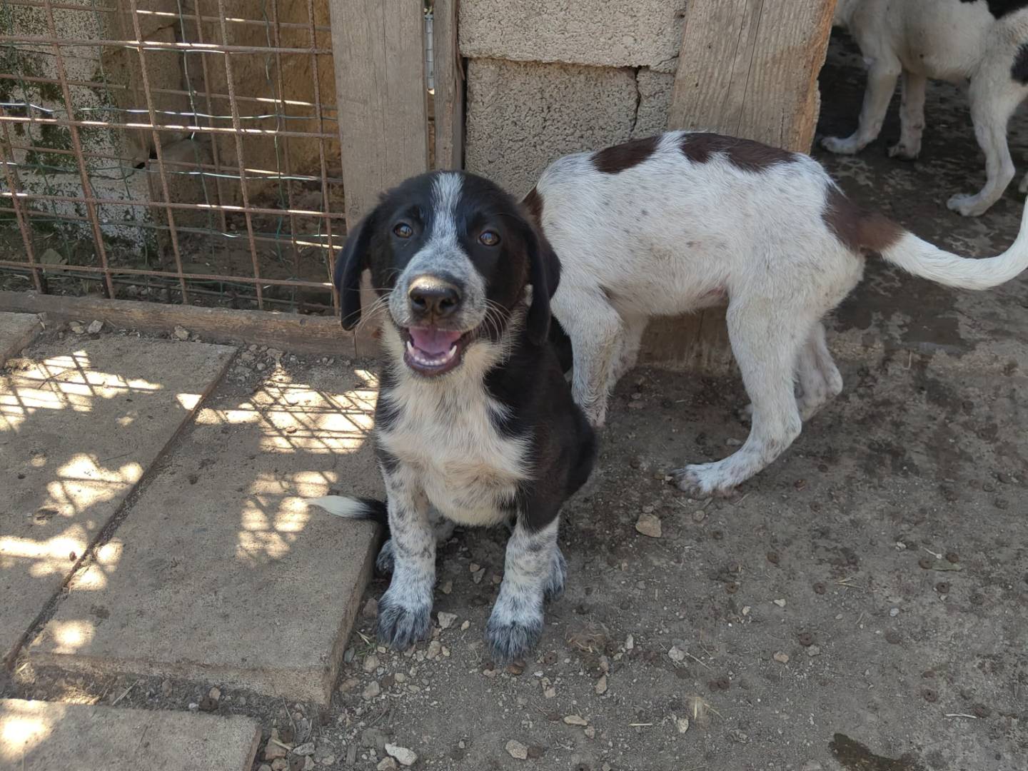 Adotta un cane, maschio, 3 mesi, Avellino