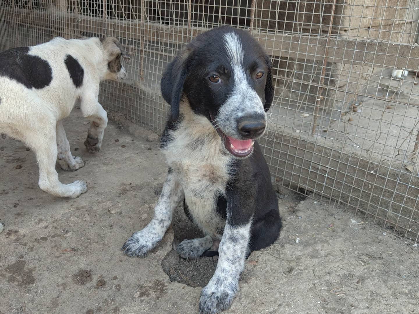 Adotta un cane, taglia media, maschio, Avellino