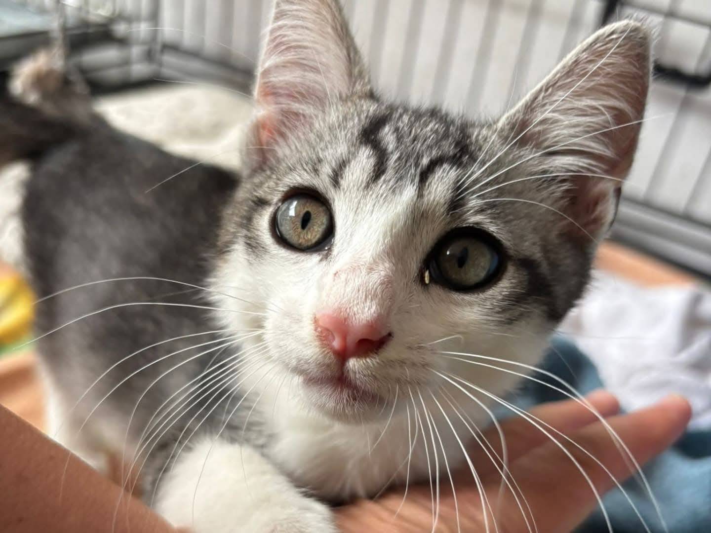 Adozione gatto, maschio, Razza sconosciuta Razza sconosciuta, 1 mesi, taglia non valida, Viterbo