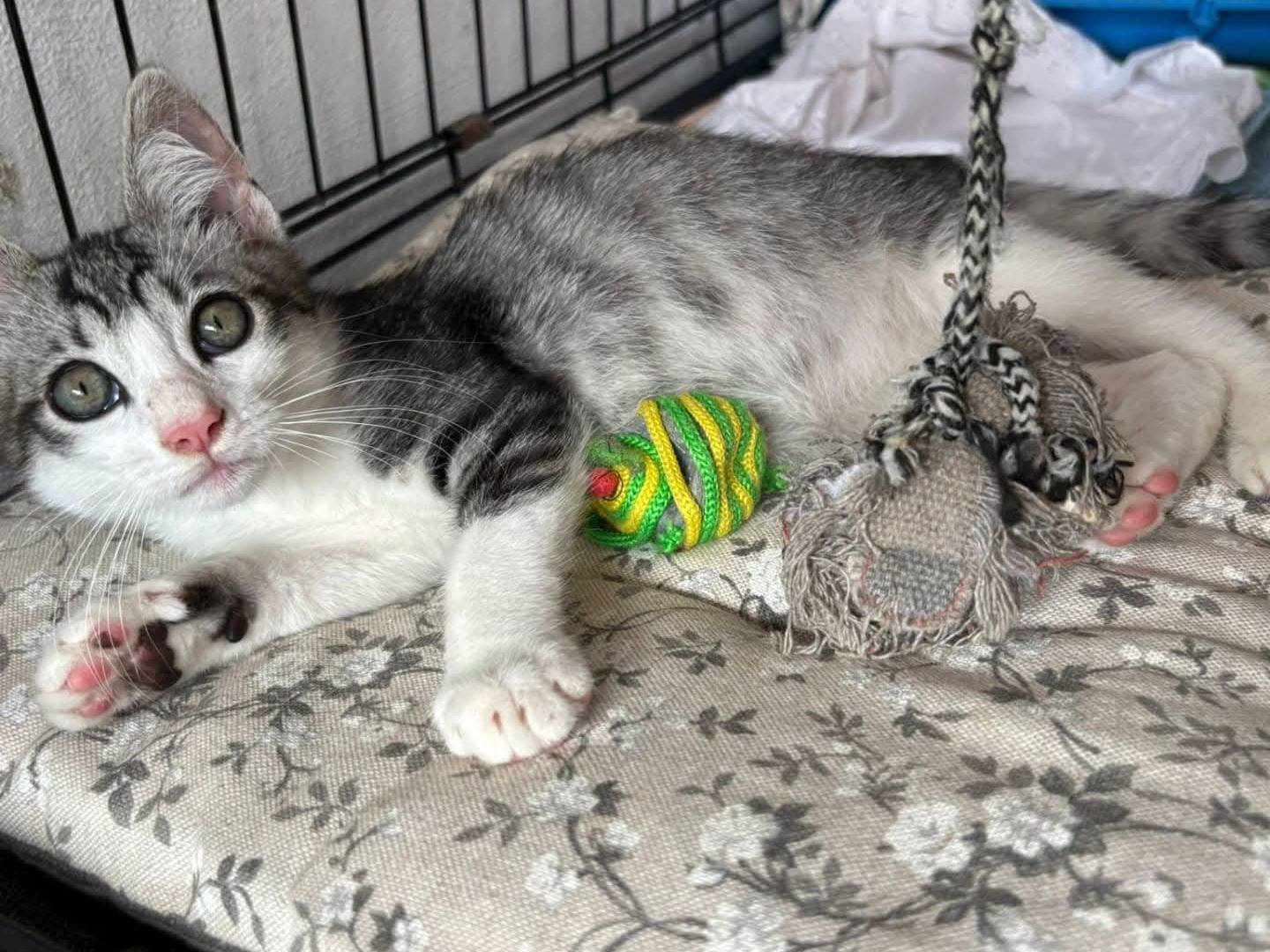 Adotta un gatto, maschio, 1 mesi, Viterbo