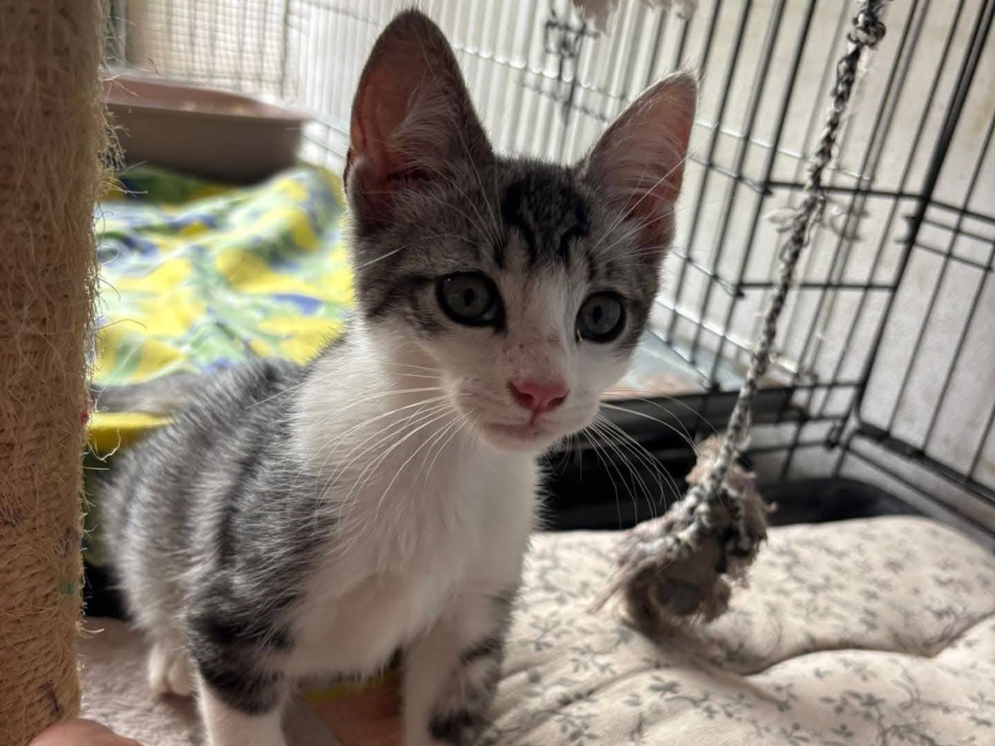 Adotta un gatto, taglia non valida, maschio, Viterbo