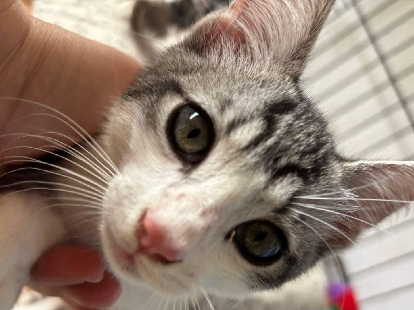 Vuoi adottare un gatto a Viterbo?
