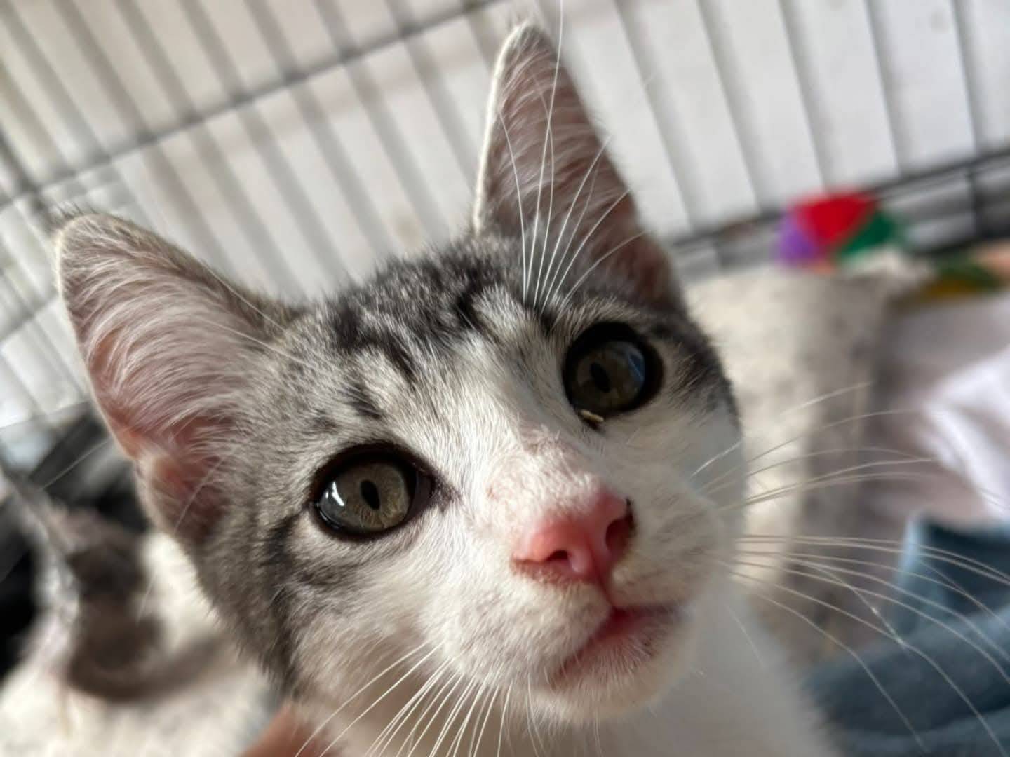 Adotta il gatto Arturo a Viterbo