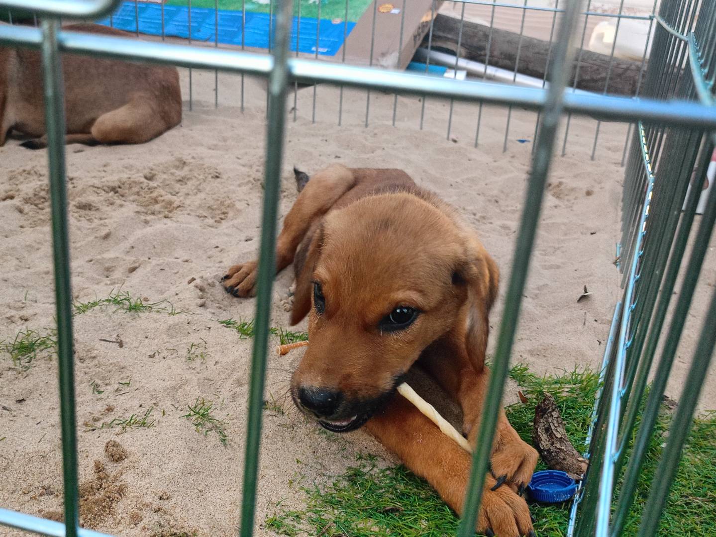 Adozione cane, maschio, Razza sconosciuta Razza sconosciuta, 3 mesi, taglia media, Ragusa