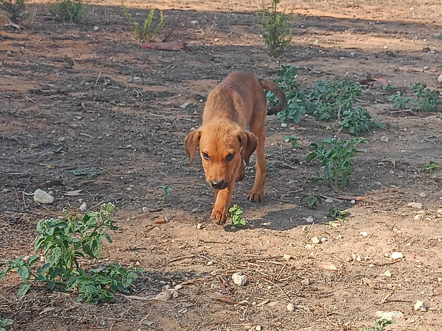 Adotta un cane, maschio, 3 mesi, Ragusa