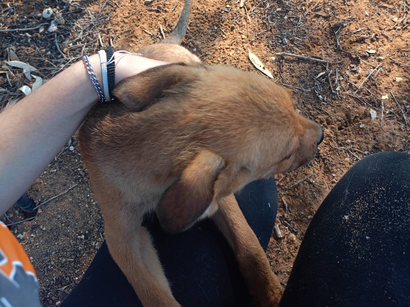 Adotta un cane, taglia media, maschio, Ragusa