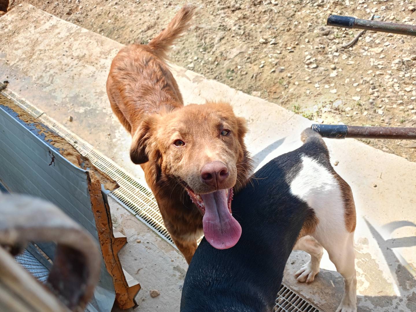 Adotta un cane, maschio, 7 mesi, Ragusa