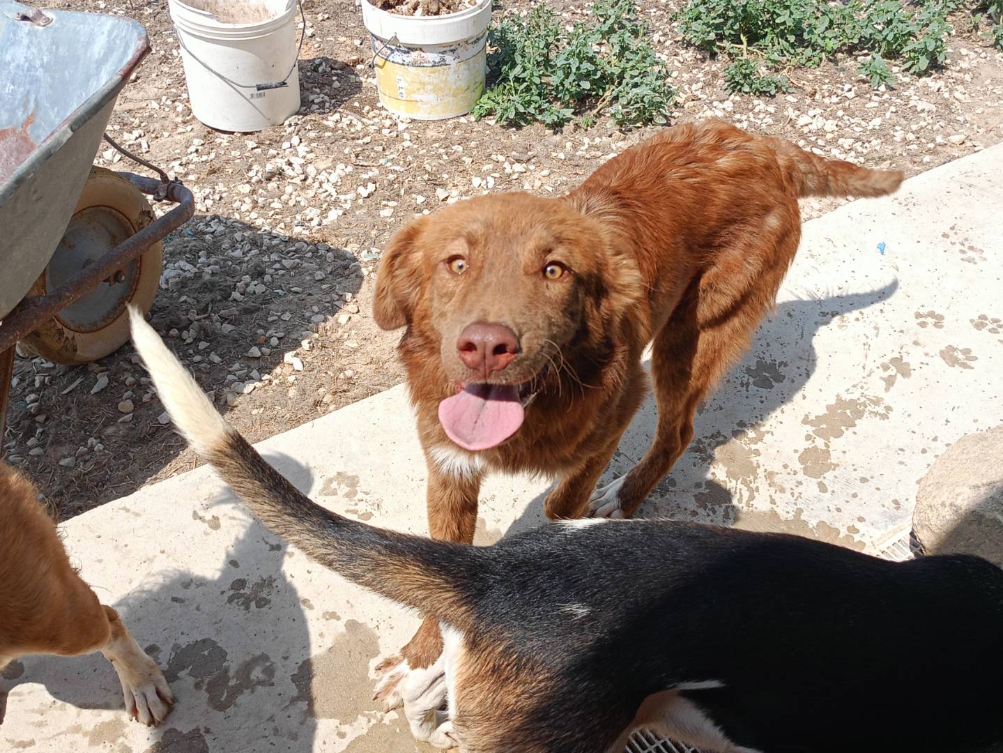 Adotta un cane, taglia media, maschio, Ragusa