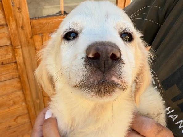 Adozione cane, maschio, Razza sconosciuta Razza sconosciuta, 2 mesi, taglia media, Matera
